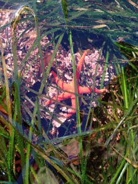 加拿大英屬哥倫比亞省海岸的海草床或許可以舒緩海洋酸化帶來的影響。（照片來源：加拿大英屬哥倫比亞大學Christopher Harley）